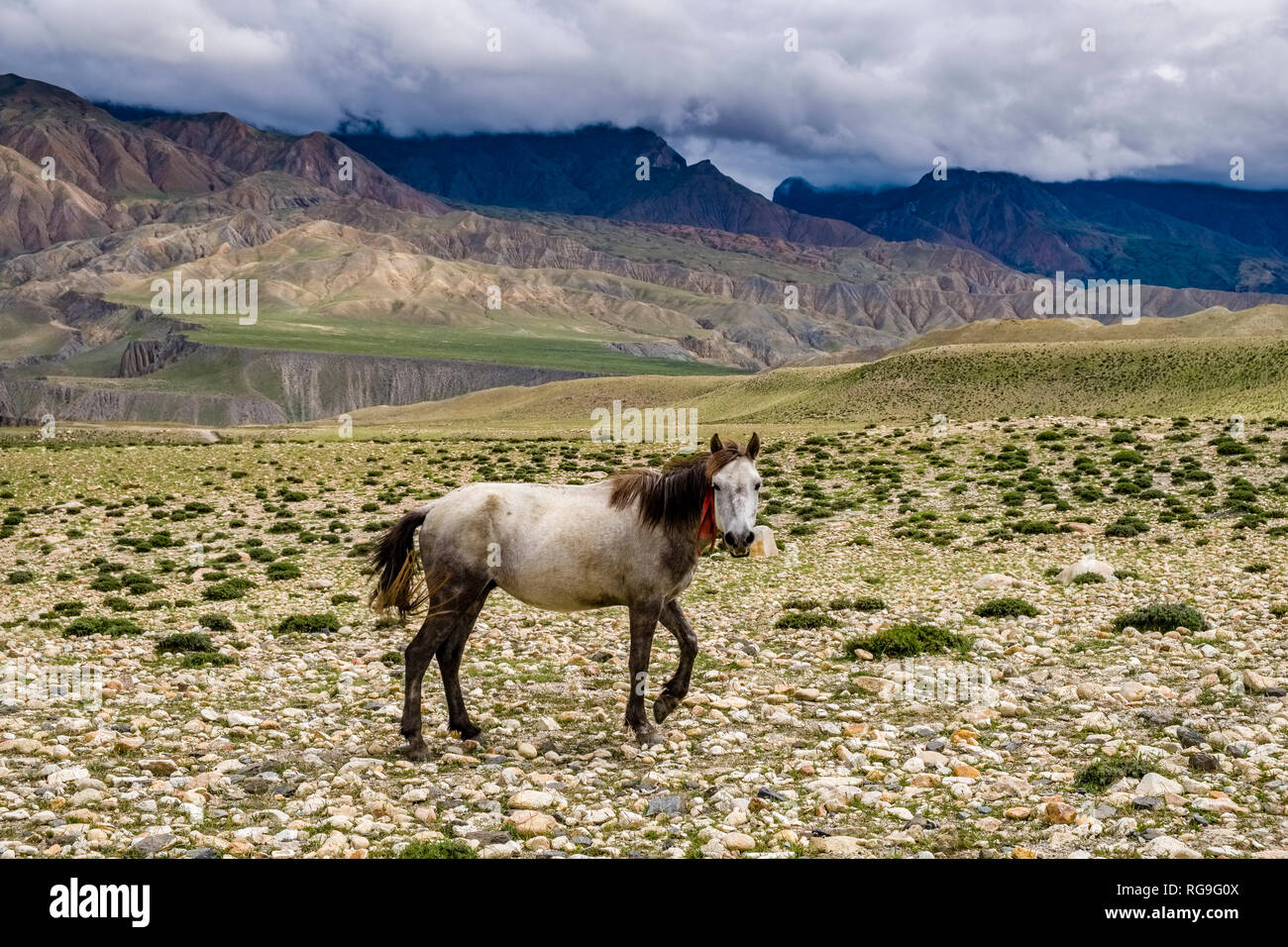 Un cheval blanc est le pâturage dans le paysage désertique de la région de Mustang Banque D'Images