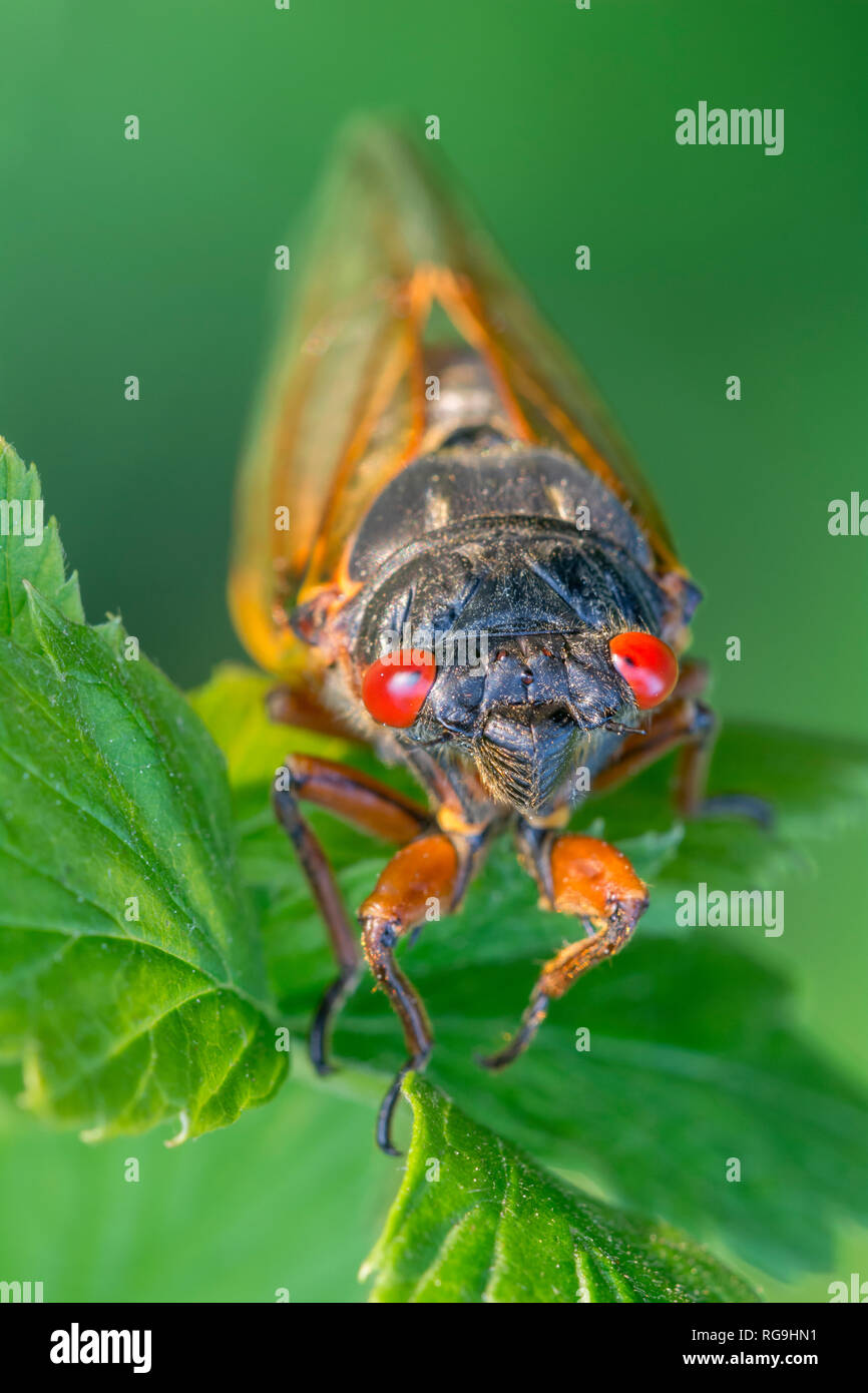 Cigale périodique (Pristimantis septendecim) vue sur la tête en insistant sur les brillants yeux rouges. Vallée de Powells, New York, juin. Banque D'Images