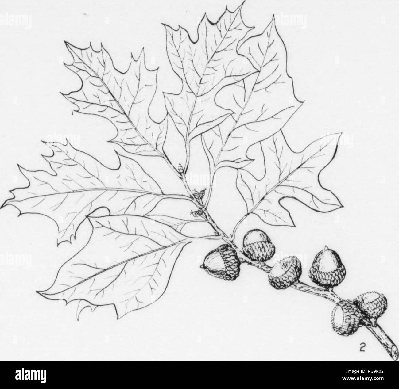 . Bulletin (New York Ministère des Forêts), no. 11. Les forêts et la foresterie. Je 144 Chêne SCRUB. Quercus ilicifolia, Wangenheim. FORM-arbuste ou petit arbre avec de nombreuses branches entrelacées de travers ; usaally liigh 4-8 ft. d'un diamètre de 1 à 3 pouces, mais à l'occasion d'atteindre une hauteur de 18-20 pieds. Voir Fig. 4. Écorce mince, lisse, devenant écailleuse sur les anciennes tiges, gris à brun foncé. Lorsque les jeunes rameaux-mince, vert foncé, teinté de rouge, et tomenteuses ; devenir gris à brun rougeâtre, brun foncé, enfin et lisse. Les bourgeons alternes, ovales, obtus, 1 d'un pouce de long, brun-marron ; couverte par n Banque D'Images