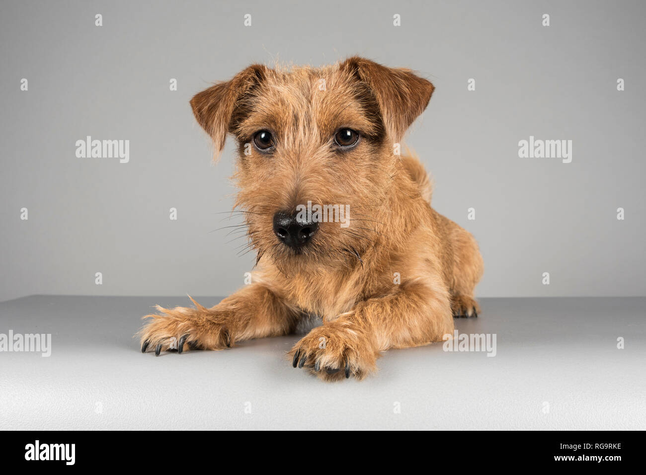 Chiot, 6 mois, Jack Russell Terrier a traversé avec un Norfolk Terrier, photographié au Royaume-Uni. Banque D'Images