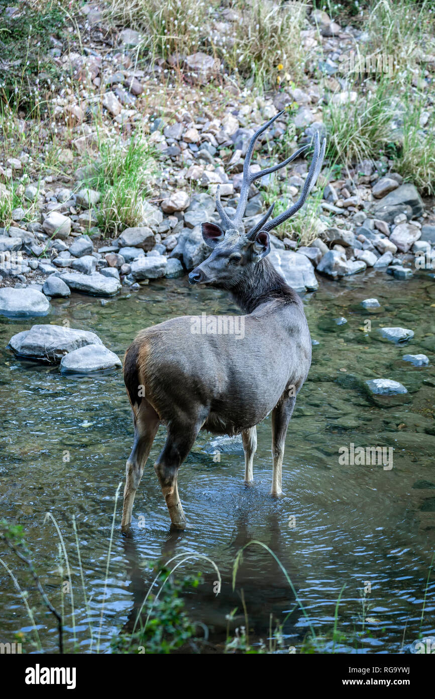 Cerfs Sambar (Rusa unicolor), le parc national de Ranthambore, Rajasthan, Inde Banque D'Images