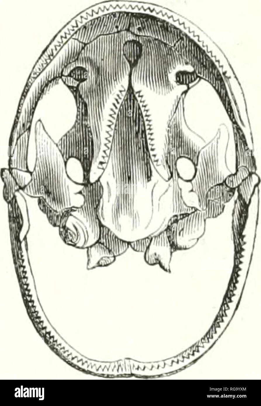 Bulletin De La Société Impriale Zoologique Dacclimatation - 