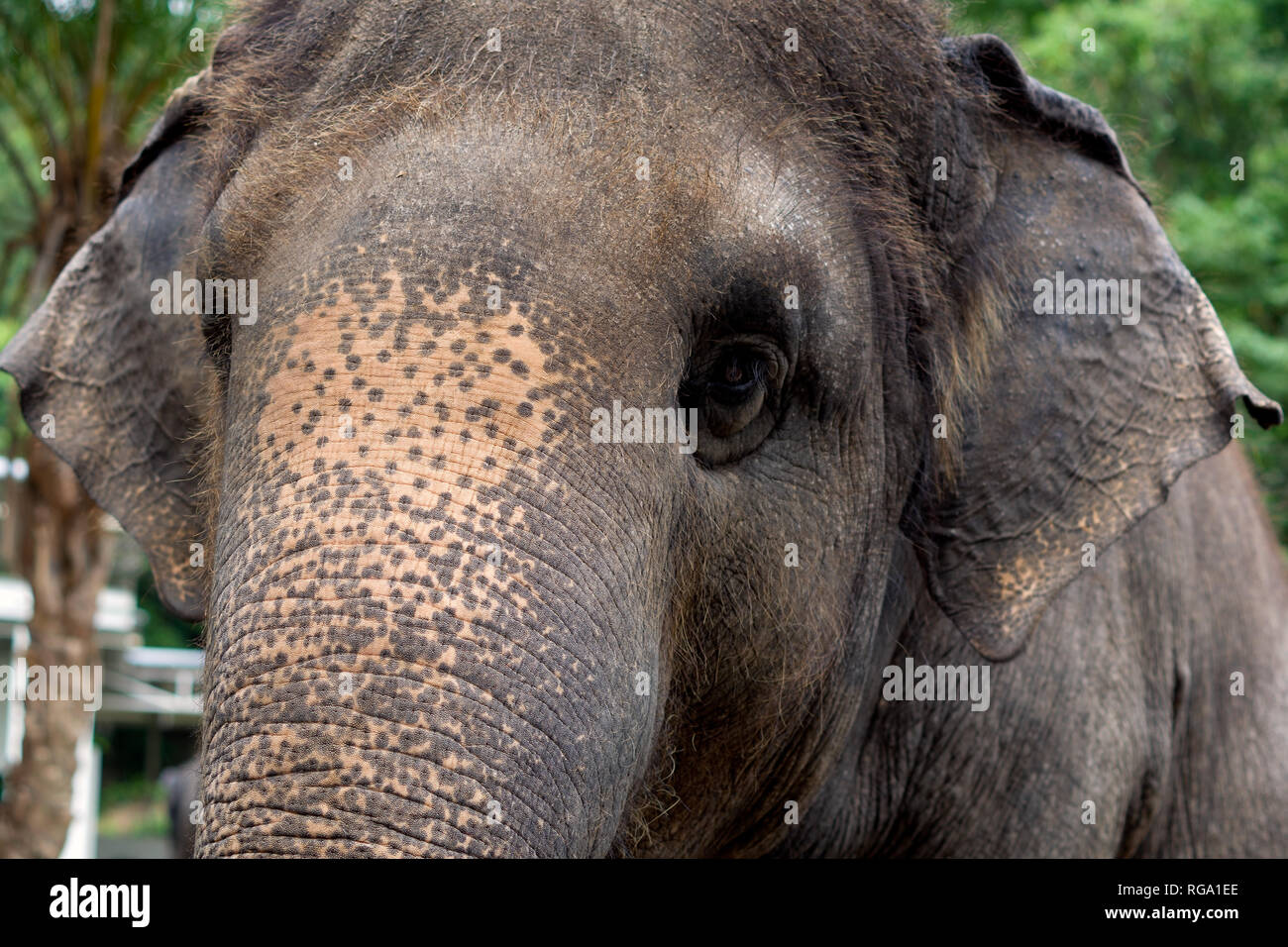 Close up photographie d'un thai elephant Banque D'Images