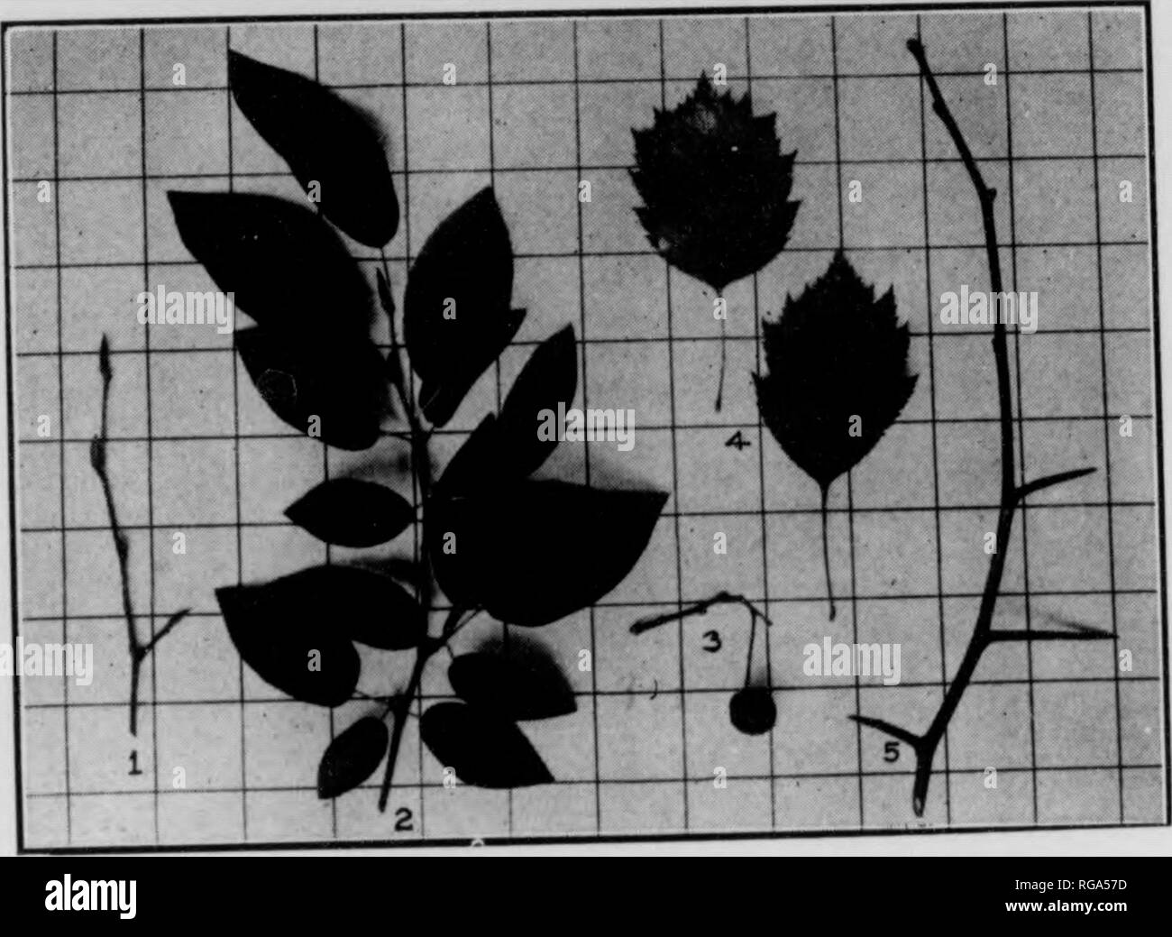 . Bulletin (New York Ministère des Eaux et Forêts), no. 33-35. Les forêts et la foresterie. 66 67 14 t t. La figure 19. JuNEBEEBY. 1. Brindille dans l'hiver. 2. Feuilles et rameaux épineux écarlate. 3. Twig avec des fruits. 4. Et sous les feuilles montrant les surfaces du dessus. 5. Rameau d'hiver avec des épines Jll J 144. Thorn, Scarlet-Crataegus coccinea, L. Comme épines cockspur hut sont moins nombreux et non plus de 2" l&lt;mg ; stiflfer brindilles, feuilles larges-ovales, den- tate- dentées en scie, avec des pétioles plus que je" de long, souvent rugueuses- pubescents. Fruits mûrs varie du jaune-vert à rouge foncé-brun parfois pubescents ; Banque D'Images