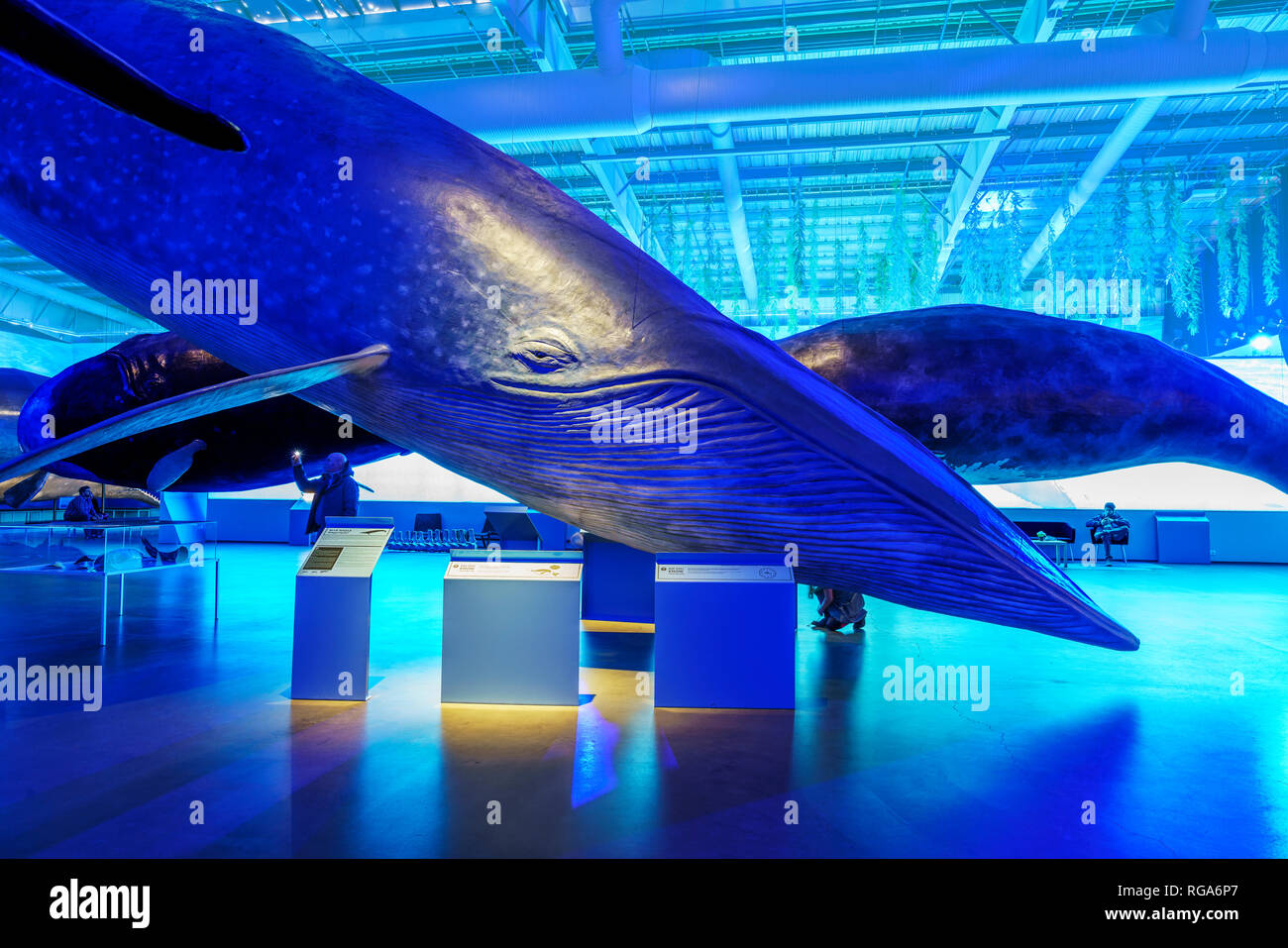 Musée des baleines, Reykjavik, Islande Banque D'Images