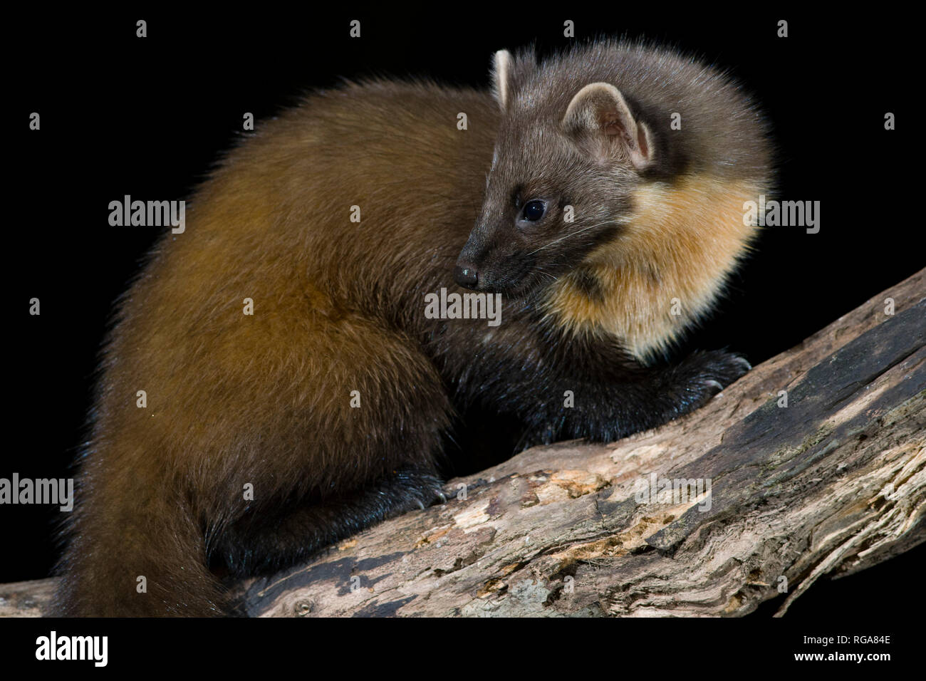 La martre des pins sitting on tree trunk Banque D'Images