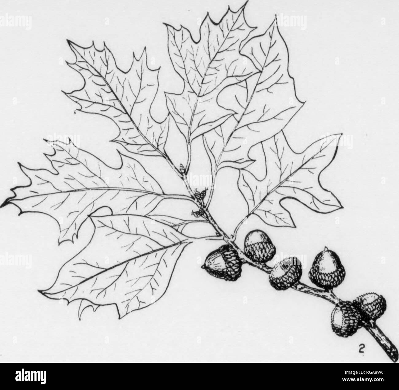 . Bulletin (New York Ministère des Forêts), no. 11. Les forêts et la foresterie. Je suis ll 150 Oak Quercus ilicifolia SCRUB, Wangenheim FOEM-arbuste ou petit arbre avec de nombreuses branches tordues Interwined ; habituellement 4 à 8 pieds de haut avec un diamètre de 1 à 8 pouces, mais à l'occasion d'atteindre une hauteur de 18-20 pieds. Voir Fig. 4. Écorce mince, lisse, devenant écailleuse sur les anciennes tiges, gris à brun foncé. TWIOS-Lorsque les jeunes, minces, vert foncé teinté de rouge, et tomenteuses ; devenir gris à brun rougeâtre, brun foncé, enfin et lisse. Les bourgeons alternes, ovales, obtus, j'ai d'un pouce de long, brun-marron ; couverts par Banque D'Images