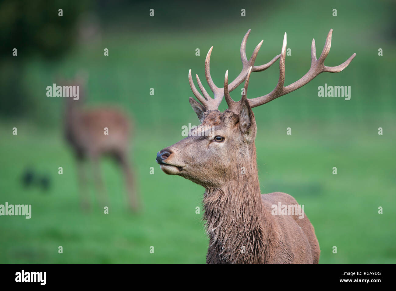 L'Angleterre, Red Deer (Cervus elaphus Banque D'Images