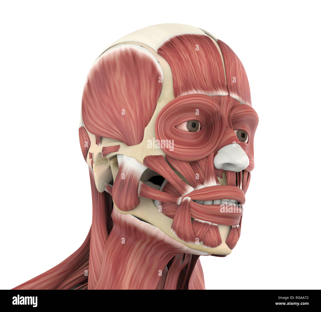 Les droits de l'anatomie des muscles du visage Banque D'Images