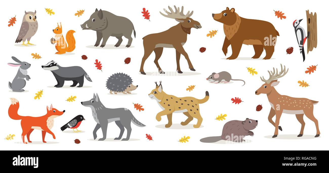 Grand ensemble d'isoler les animaux forestiers forêt vector illustration Illustration de Vecteur