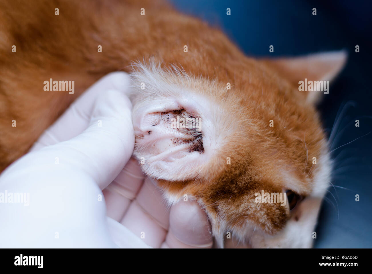 Chaton Avec Les Mites D Oreille Photo Stock Alamy Chaton Avec Les Mites D Oreille Photo Stock Alamy