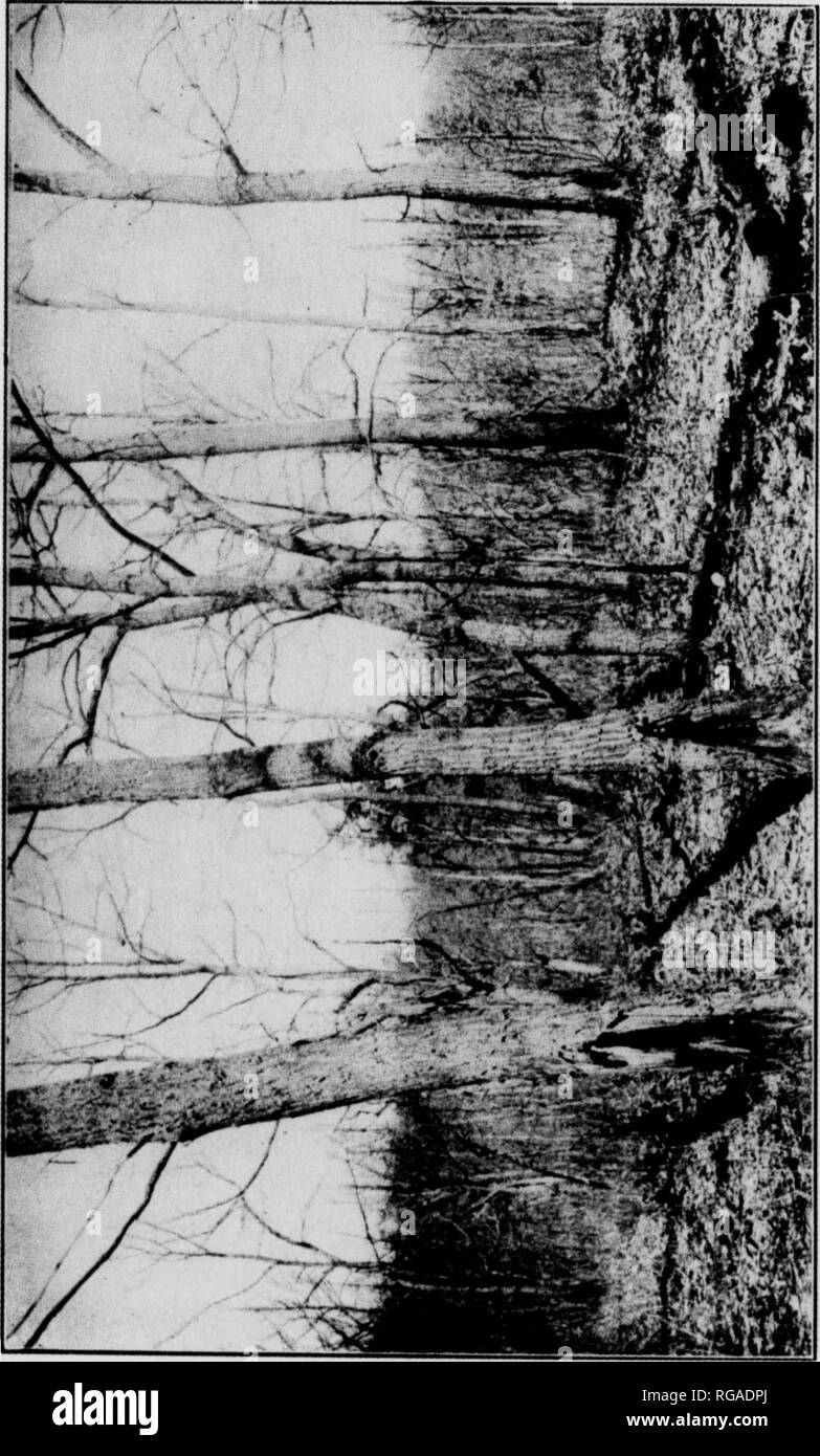 . Bulletin (New York Ministère des Eaux et Forêts), no. 35. Les forêts et la foresterie. H U r : P U Q O o Q )-] e q u M "&Lt ; ! O J/J u i n'est pas seulement la croissance des arbres blessés par un retard de l'incendie, mais la qualité du bois produit et la quantité récoltée enfin sont également réduits. Si un arbre peut avoir suffisamment de vitalité pour couvrir un incendie cicatrice, néanmoins, le défaut est toujours là et, dans la majorité des cas, il croît avec la taille et l'âge de l'arbre. Lorsque l'arbre est coupé blessés il y a perte considérable en raison de la pourriture du cœur, le STAM, et le vent agiter. C'est particulièrement le cas dans sprout f Banque D'Images