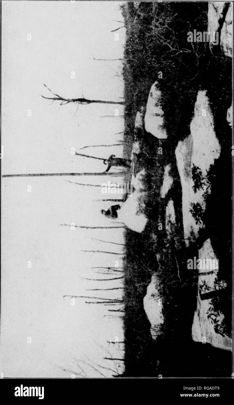 . Bulletin (New York Ministère des Eaux et Forêts), no. 35. Les forêts et la foresterie. Elle réduit l'évaporation de l'humidité du sol et les cultures à l'lee- ward, économisant ainsi du côté des cultures vivrières. Il a tendance à provoquer des pluies pendant la saison de croissance, et tend à réduire les dégâts de gel sur les cultures. La couverture forestière empêche l'emballage et l'érosion des sols, et retarde aussi l'écoulement de surface est oflf de pluie et la neige fondue. Il change de pluie, neige, et d'autres précipitations, ruissellement de surface au sol, tlius sous débit régulation de la circulation et i)urity de l'eau dans les sources et ruisseaux. Il aide à réduire les fr Banque D'Images . Bulletin (New York Ministère des Eaux et Forêts), no. 35. Les forêts et la foresterie. Elle réduit l'évaporation de l'humidité du sol et les cultures à l'lee- ward, économisant ainsi du côté des cultures vivrières. Il a tendance à provoquer des pluies pendant la saison de croissance, et tend à réduire les dégâts de gel sur les cultures. La couverture forestière empêche l'emballage et l'érosion des sols, et retarde aussi l'écoulement de surface est oflf de pluie et la neige fondue. Il change de pluie, neige, et d'autres précipitations, ruissellement de surface au sol, tlius sous débit régulation de la circulation et i)urity de l'eau dans les sources et ruisseaux. Il aide à réduire les fr Banque D'Images