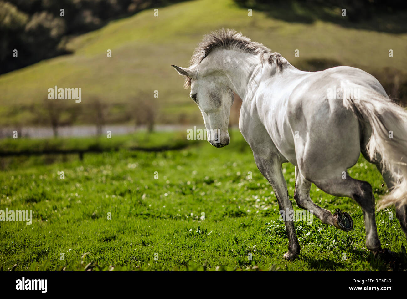 Cheval gris pommelé s'exécutant dans un champ. Banque D'Images
