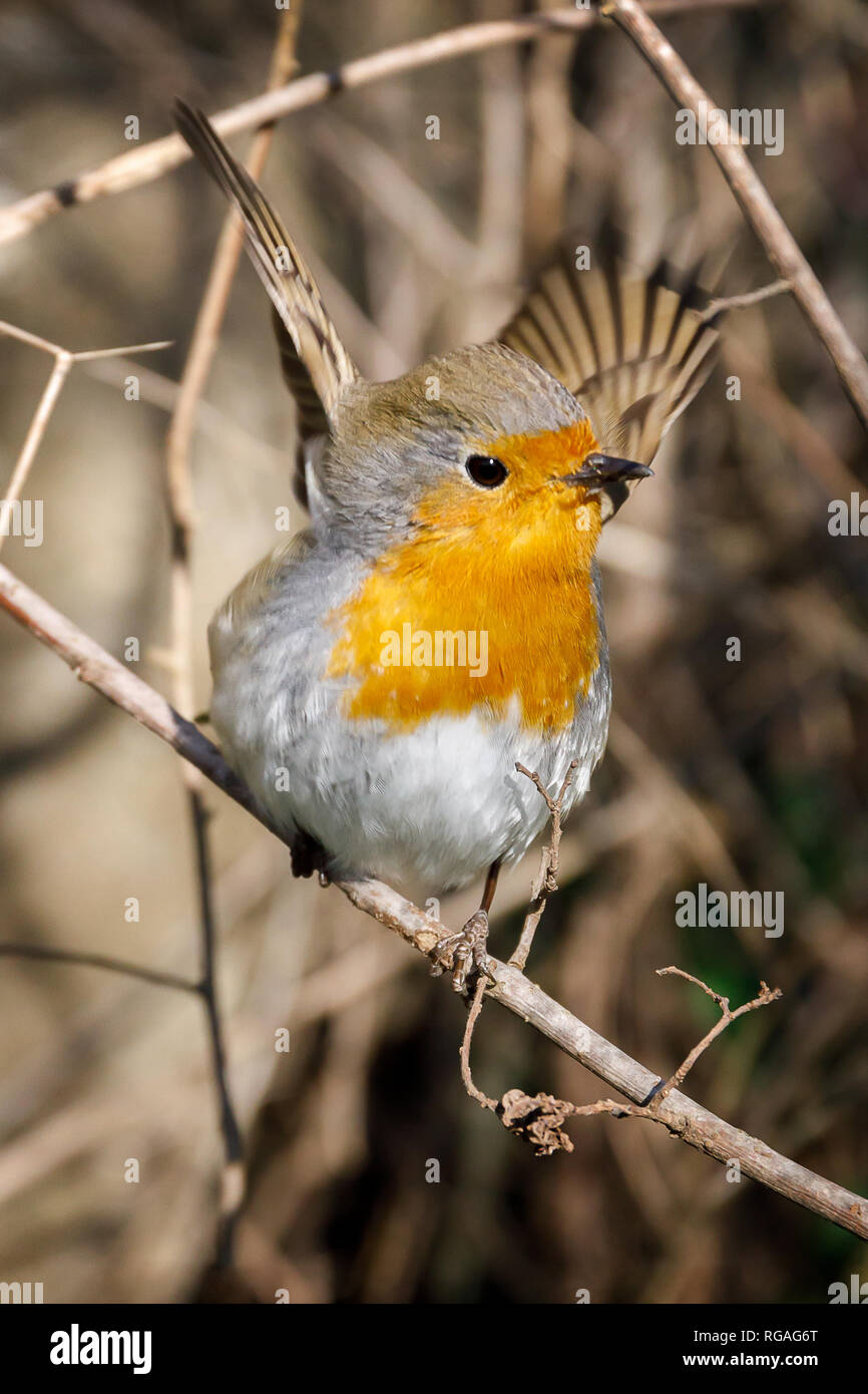 Un merle en appui sur une branche, ouvre ses ailes juste avant le vol. Banque D'Images