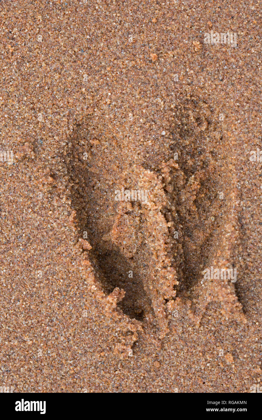 Le chevreuil (Capreolus capreolus) gros plan de l'encombrement / pistes dans le sable humide Banque D'Images