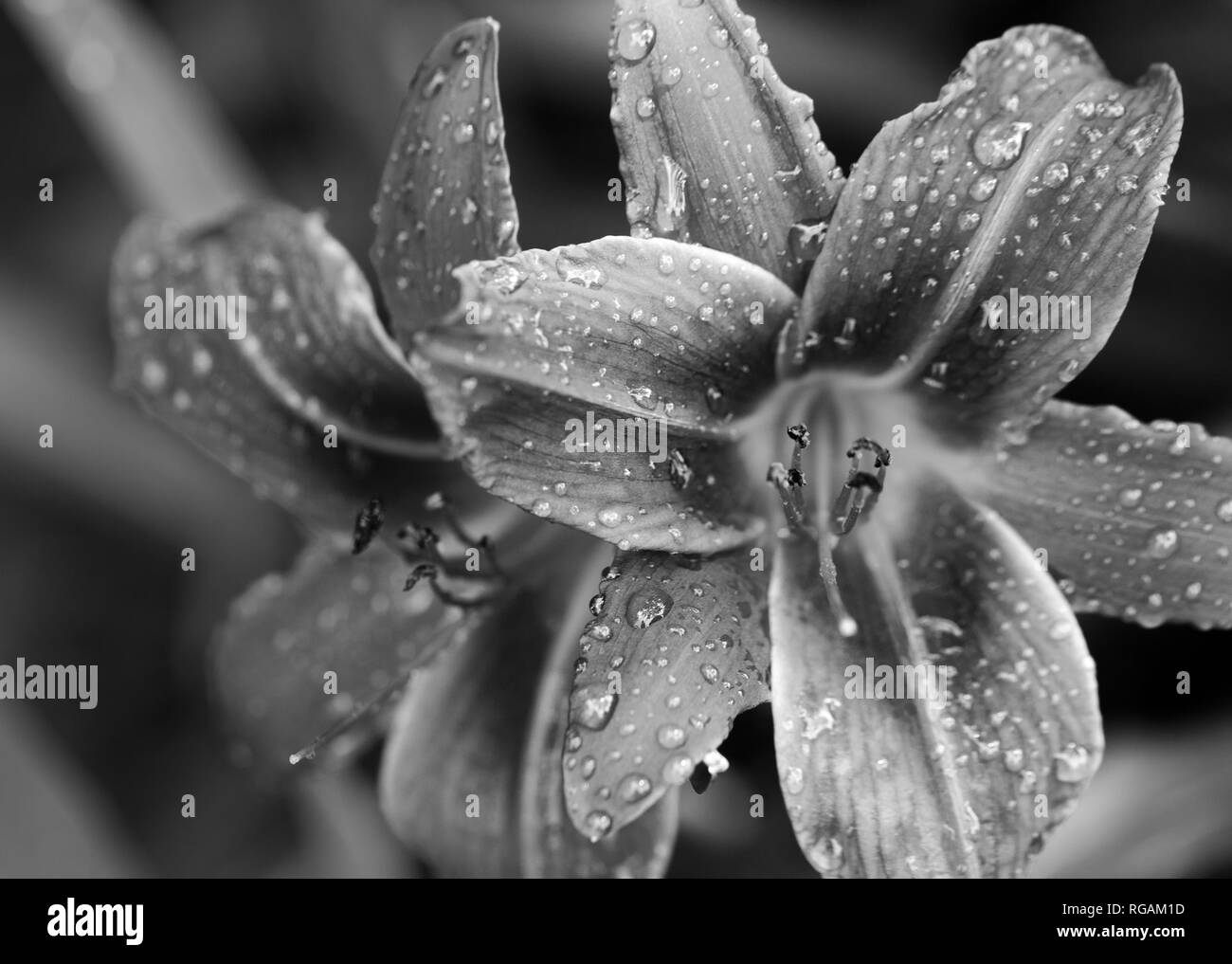 Fleur noir et blanc fleurs lily avec de l'eau chute à sun jour après la pluie. Focus sélectif. Banque D'Images