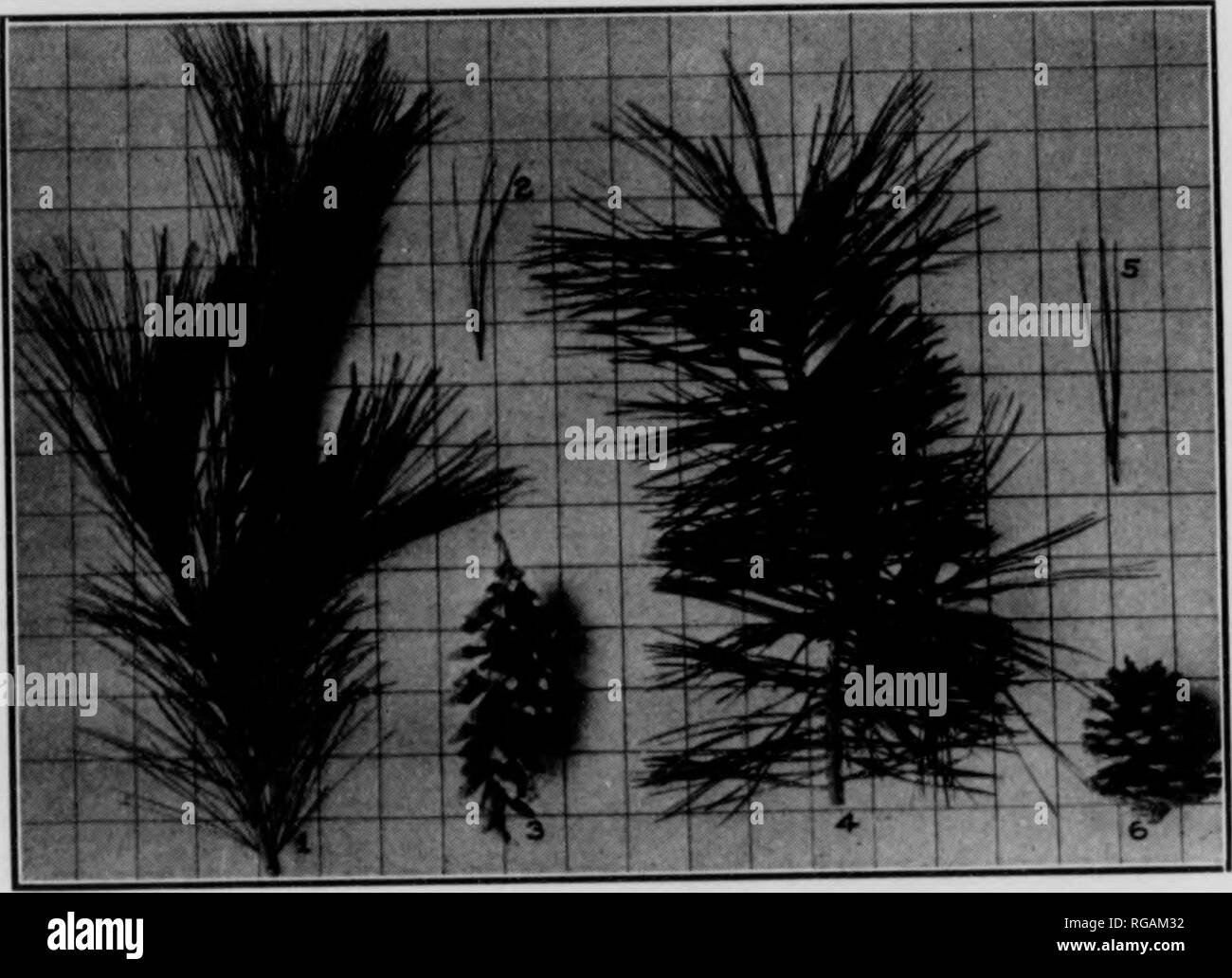 . Bulletin (New York Ministère des Eaux et Forêts), no. 33-35. Les forêts et la foresterie. i 16 red-hroivn BudH et résineuses ; échelles indistincte. Aiguilles 3, rarement 4, lourd, stiflf, 21/2" à 5" de long, vert jaunâtre. Cônes avec aiguillons rigide court, large base, les échelles à pointe épaisse : sessiles et très persistant. Formulaire de croissance irrégulières ; souvent pauvres en raison d'un au- insectes punaises commune sur les sols sablonneux, pauvres et les zones où les incendies ont fait rage. (Mg. 2). Figure 2 Pin blanc. 1. Brindille et feuillage. 2. Fascicule de feuillage en hiver. 3. Cône de pin. 4. Brindille et feuillage. 5. Des fascicules de feuillage. 6. Banque D'Images