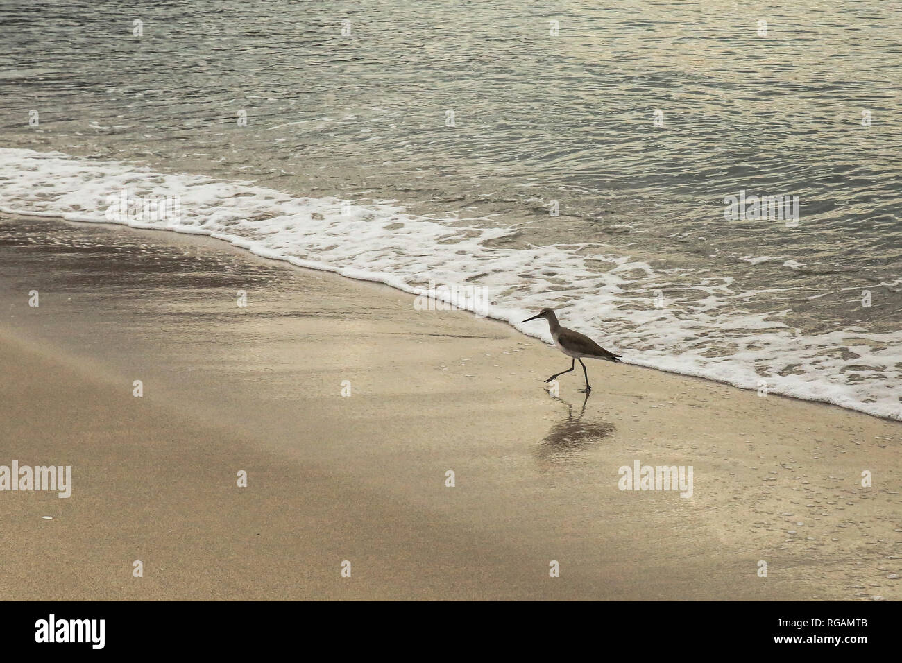 Longues pattes, long-billed étapes d'oiseaux marins le long de la plage à la recherche de nourriture. La côte nord-ouest du Pacifique du Mexique. Banque D'Images