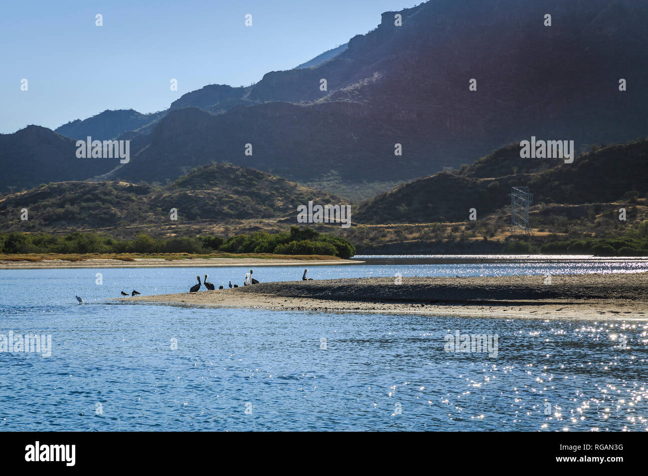Les pélicans se reposant sur les bancs de sable à marée basse sur la côte du Pacifique, la péninsule de Bahia, Mexique Banque D'Images
