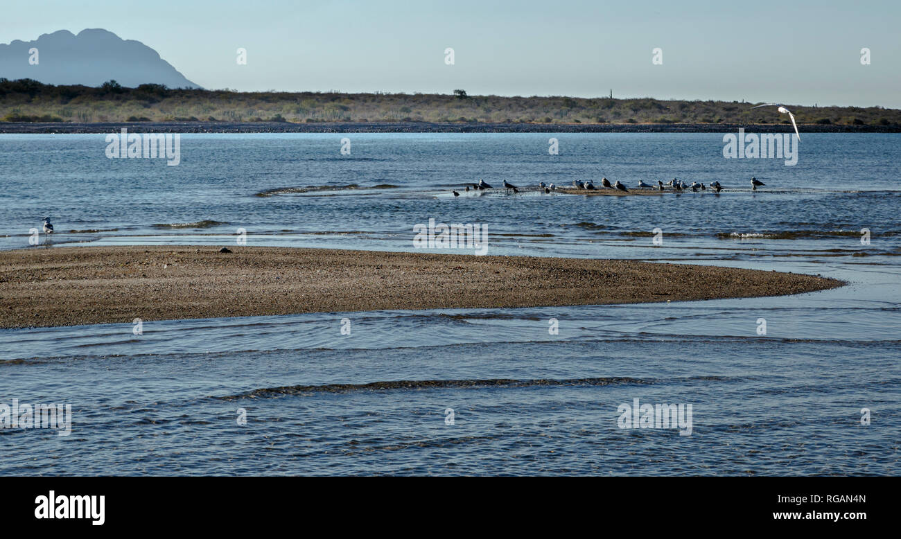 Les mouettes se reposant sur les bancs de sable à marée basse sur la côte du Pacifique, la péninsule de Bahia, Mexique Banque D'Images