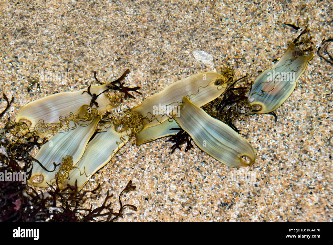 Oeufs de requin Banque de photographies et d’images à haute résolution Alamy