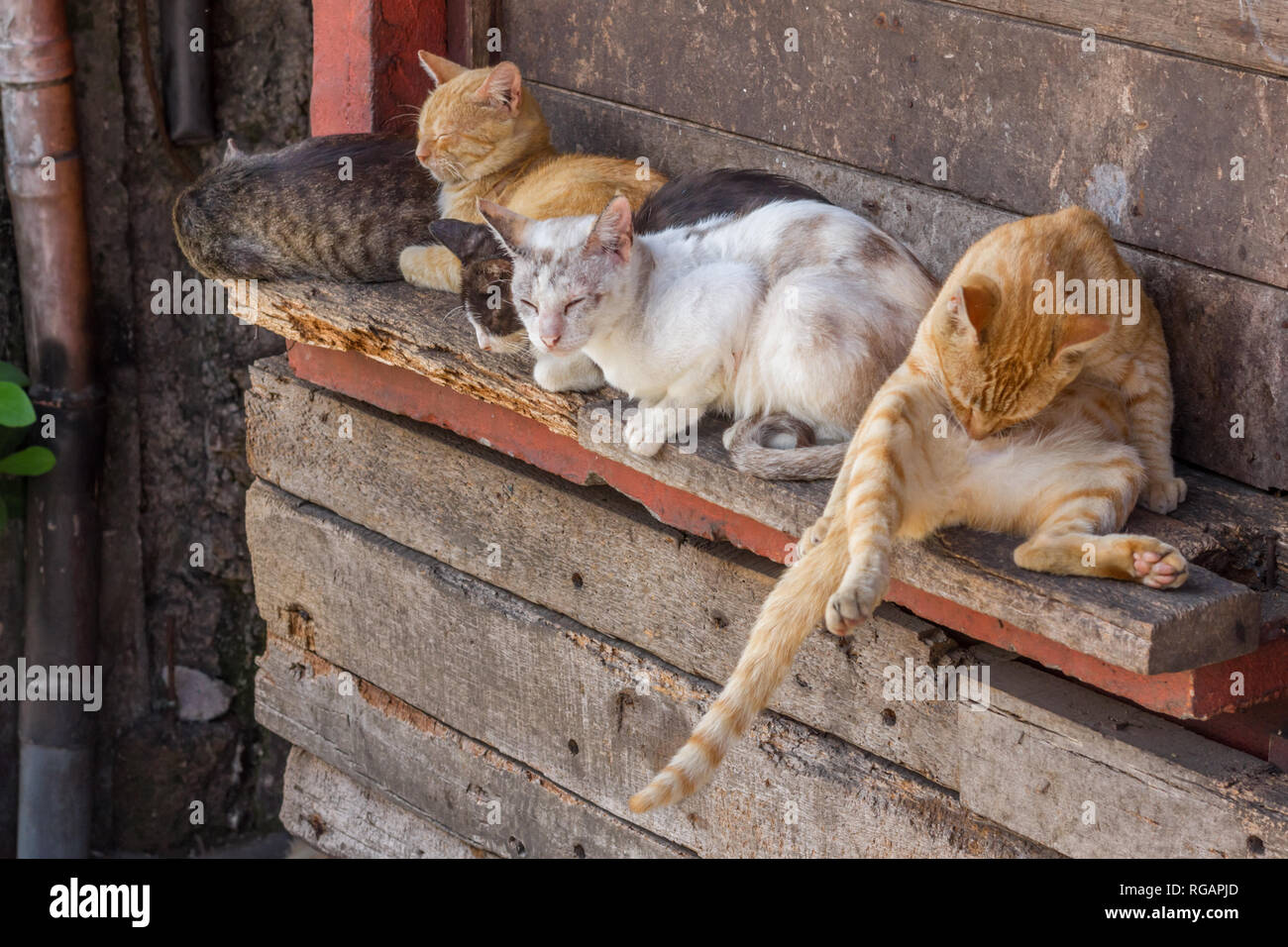 Stray Cats groom, dormir et vous détendre sur banc en bois comme ils tremper dans le soleil au refuge d'animaux à Baguio, Philippines. Banque D'Images