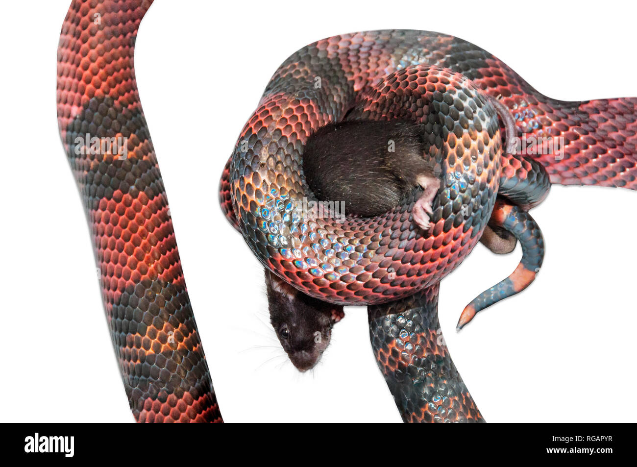 Snake nicaraguayenne (Lampropeltis triangulum) killling brown une souris (Mus musculus). Fond blanc découpé. Banque D'Images