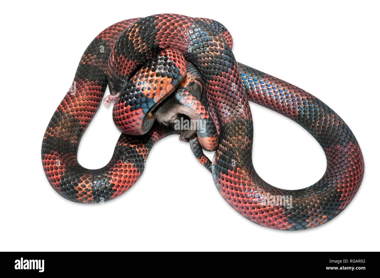 Snake nicaraguayenne (Lampropeltis triangulum) killling brown une souris (Mus musculus). Fond blanc découpé. Banque D'Images