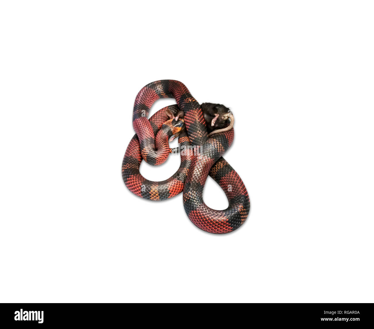 Snake nicaraguayenne (Lampropeltis triangulum) killling brown une souris (Mus musculus). Fond blanc découpé. Banque D'Images