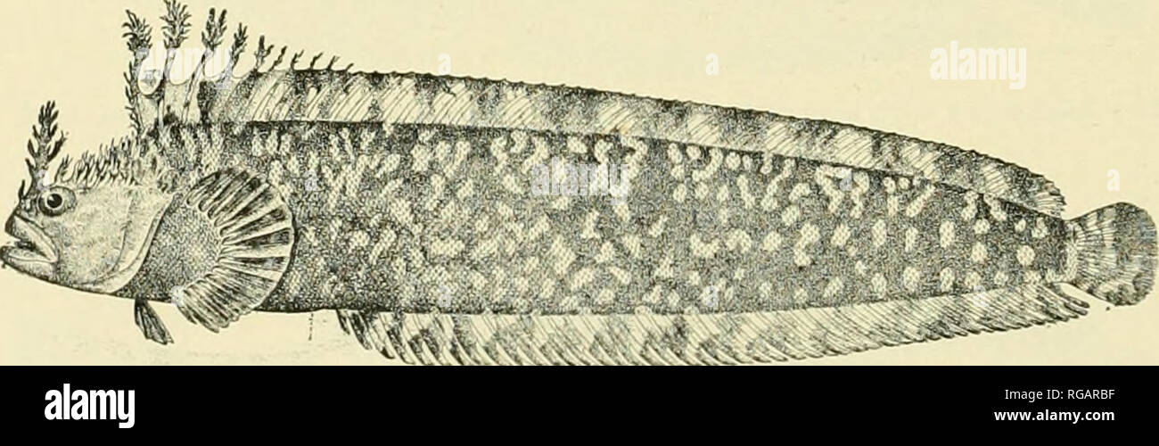 . Bulletin de l'United States Fish Commission. Pêche -- United States ; Poisson-culture -- United States. Fig. Caularehus mreandricus 106.-(Girard). Famille 42. BLENNIID^E. Les blennies. 215. Bryosternrna polyactocephalus (Pallas). Un spécimen 7 pouces de long à la senne à la station 4228 ; 2 spécimens 4,5 pouces de long dragué à la station 4205 ; no. 2914, un spécimen de 11,4 pouces de long, à partir de la gare de 4253.. Fig. 107- Bryosternrna polyactocephalus (Pallas). Dans la plus petite des exemples les cirres sur le dessus de la tête sont épais, grossier, et des feuilles ; dans les grands exemples qu'ils sont très différents, d'être petit et sèche Banque D'Images