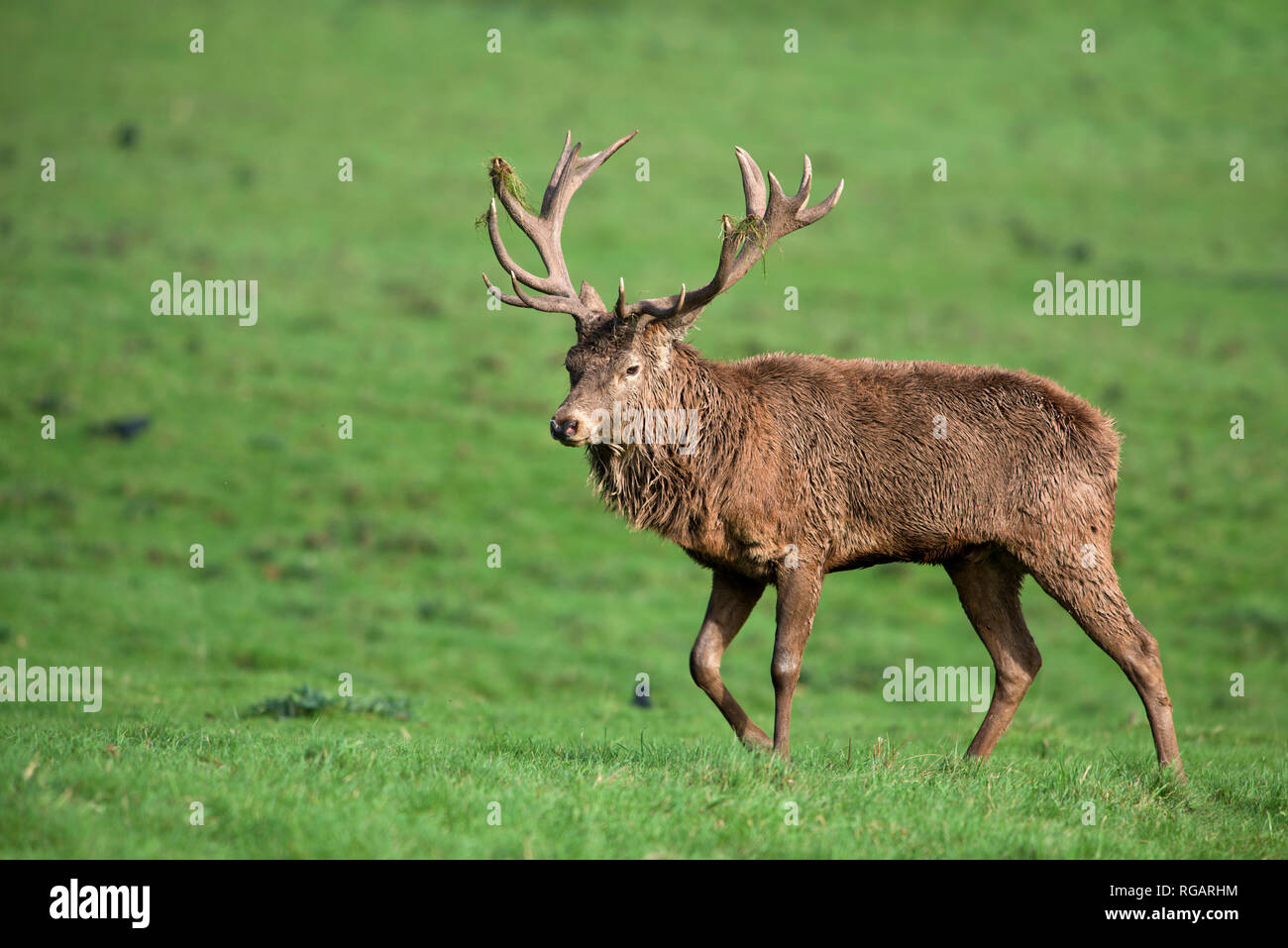 L'Angleterre, Red Deer (Cervus elaphus Banque D'Images