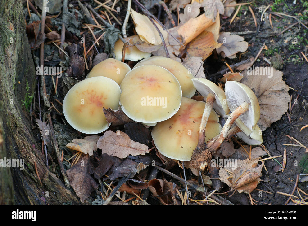 Touffe de conifères, Hypholoma capnoides champignons comestibles, un champignon sauvage de la Finlande Banque D'Images