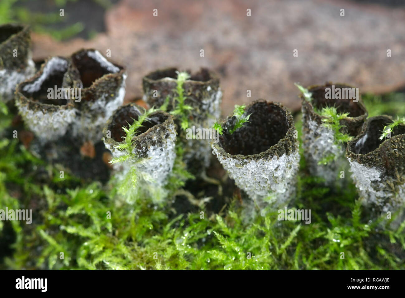 Nid d'oiseau à cannelures, champignon Cyathus striatus Banque D'Images