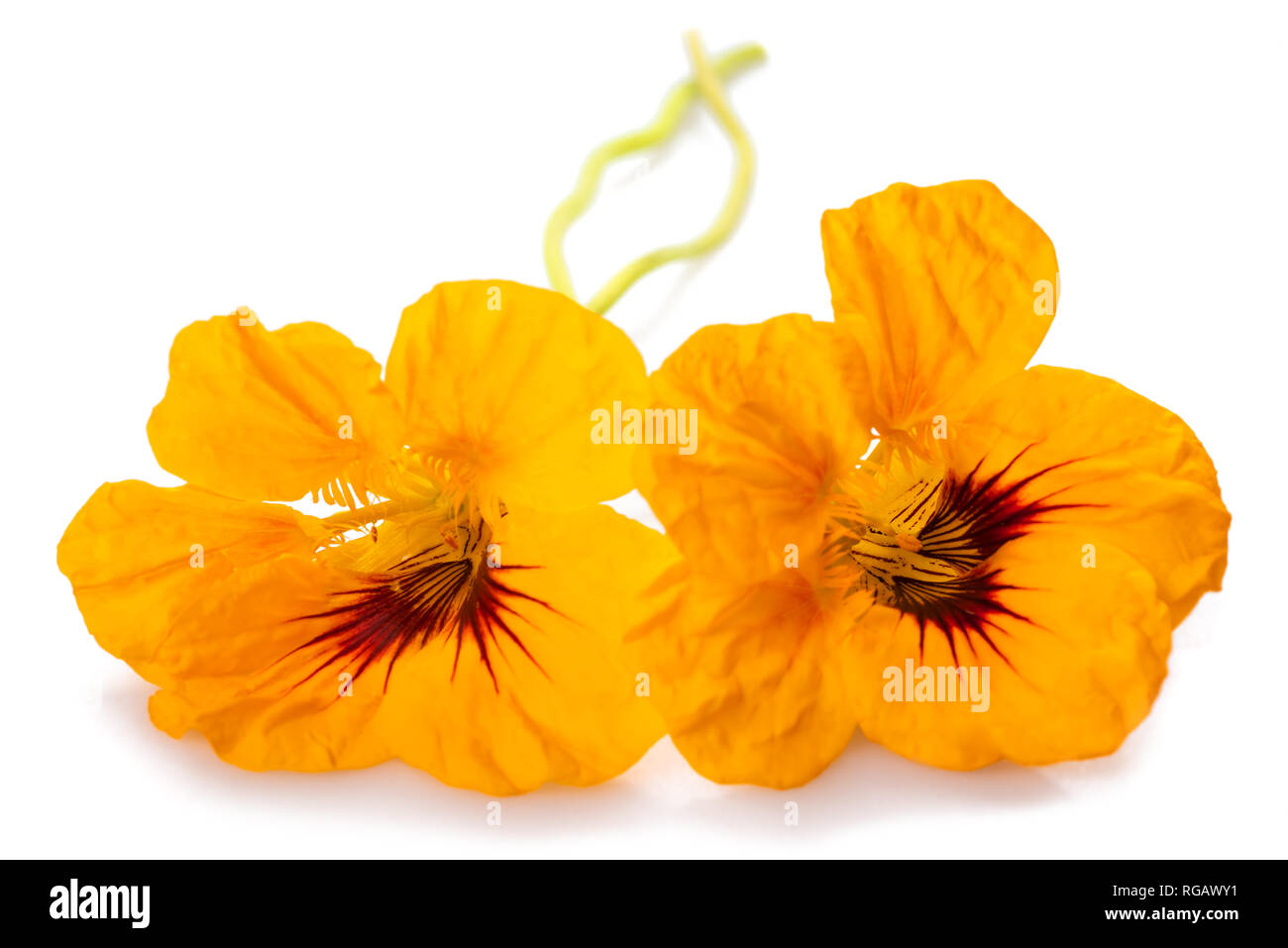 Fleurs de capucines isolé sur fond blanc. Banque D'Images