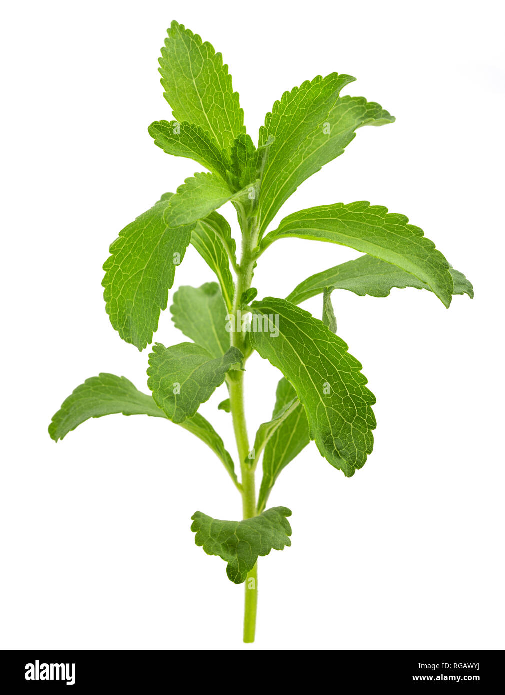 Le Stevia rebaudiana isolé sur fond blanc Banque D'Images