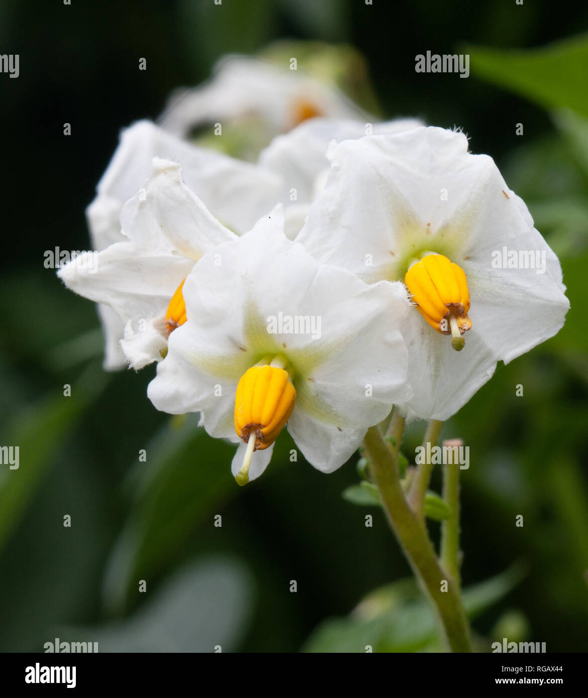 Fleur blanche d'un plant de pomme de terre Banque D'Images