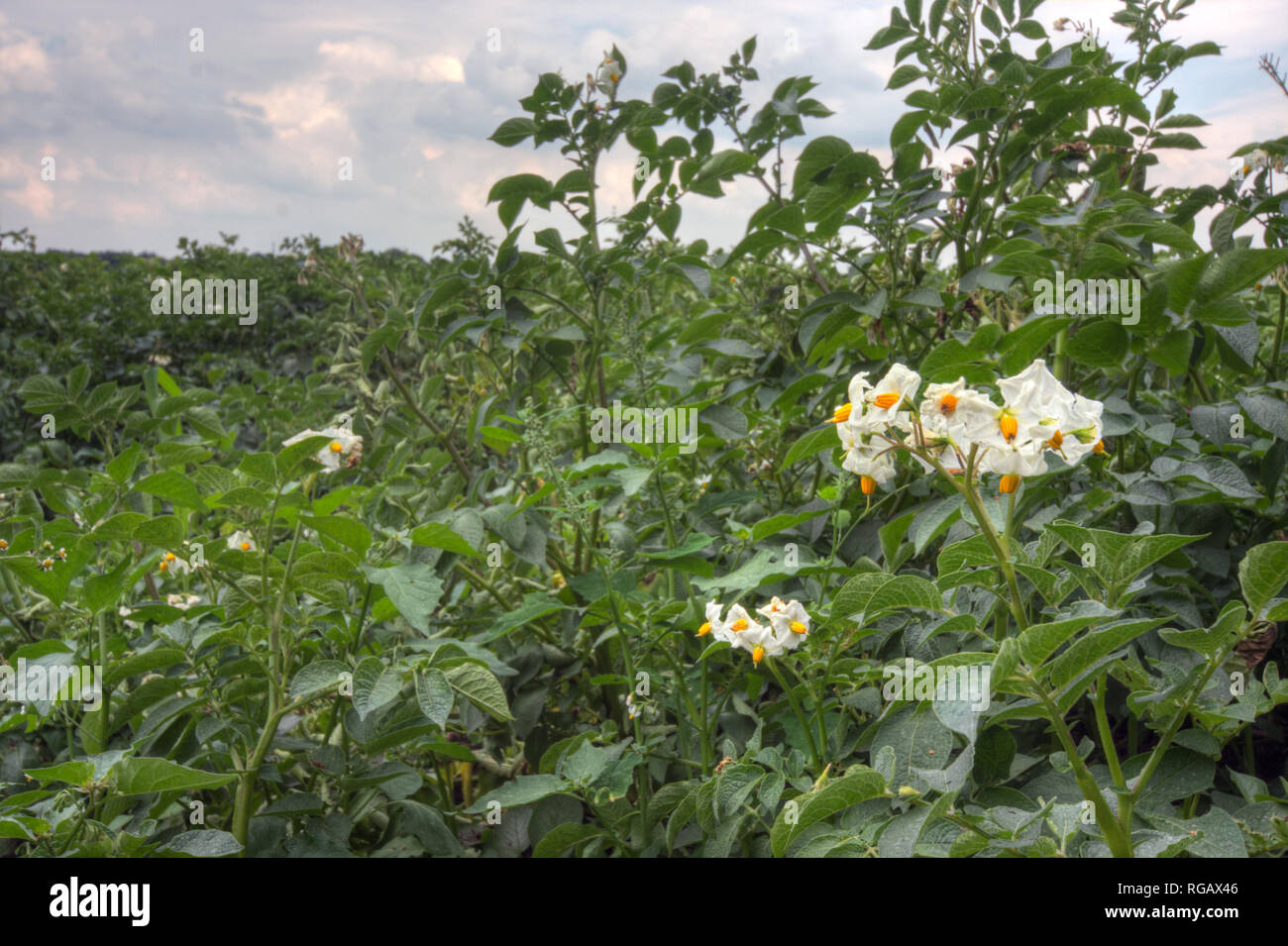 En fleur Potatofield Banque D'Images