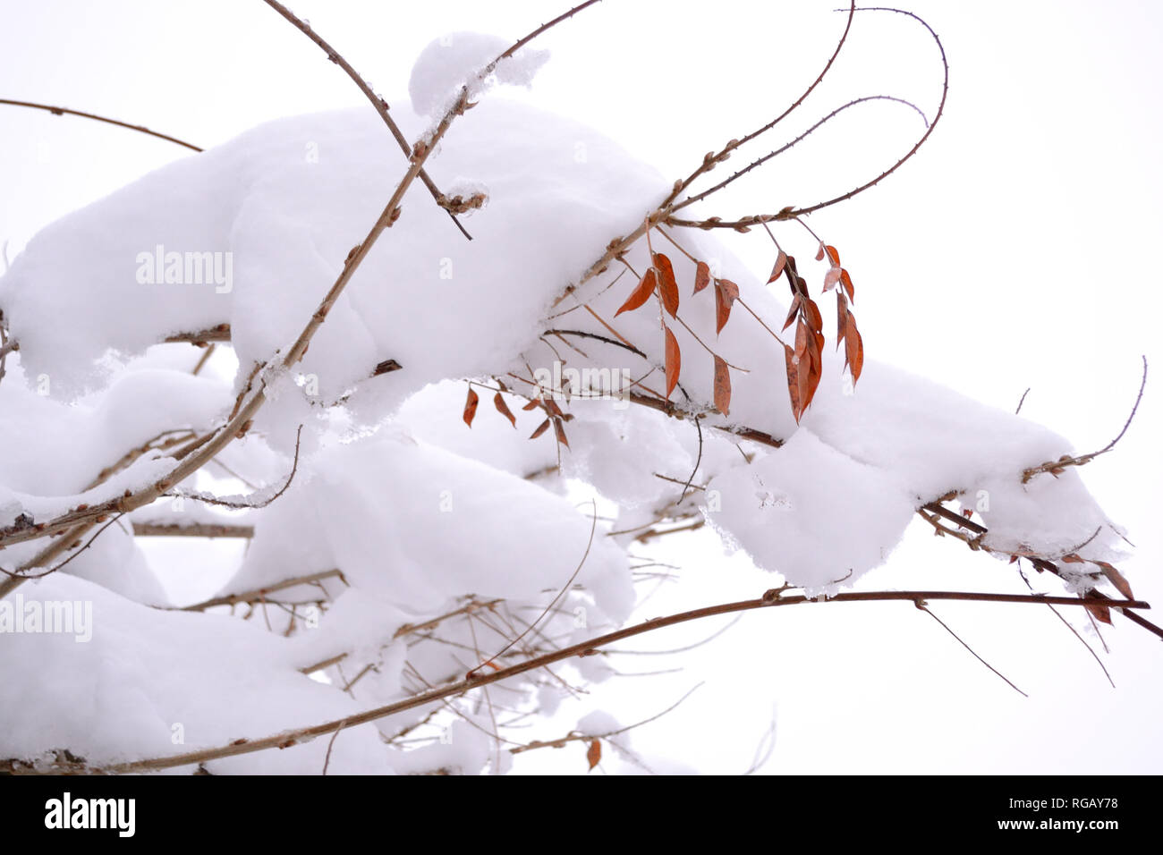 Les amoncellements de neige sur les branches de glycines. Banque D'Images