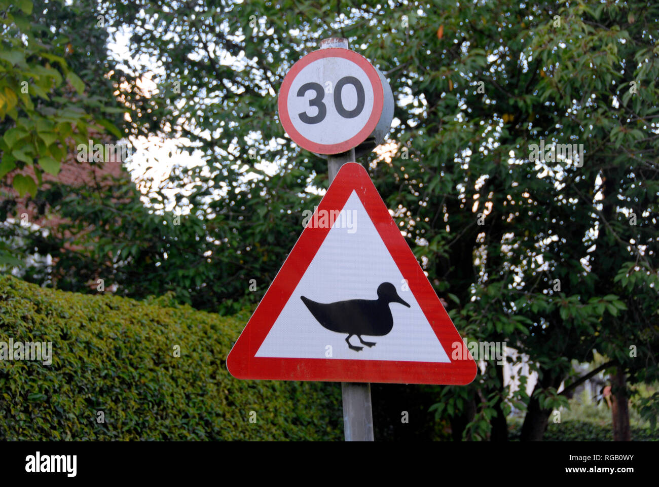 Panneau routier avec dispositif pour trente milles à l'heure limite de vitesse et signe triangulaire comme un avertissement pour la présence de canards dans la région Banque D'Images