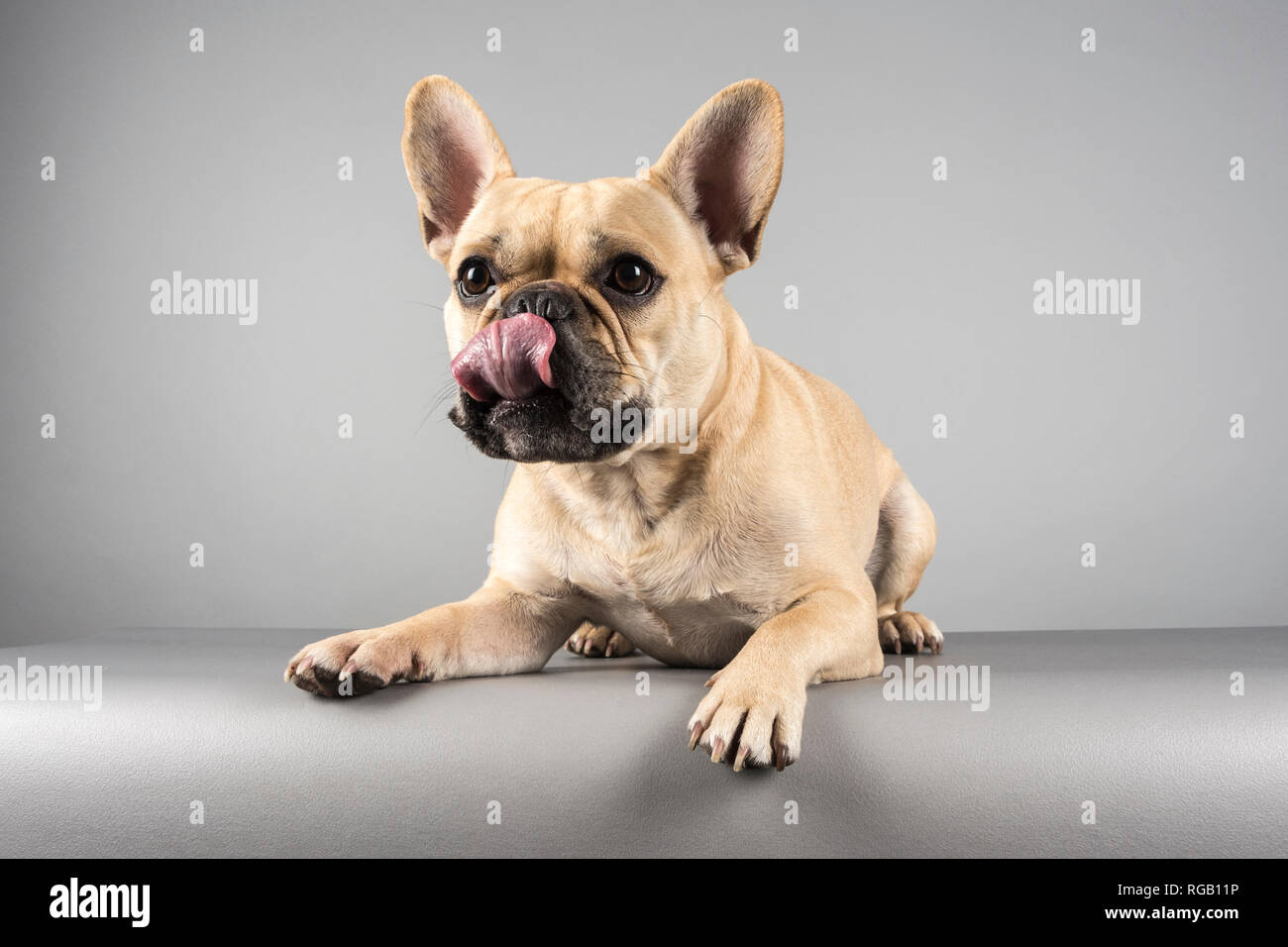 Bulldog français (homme de 2 ans) photographié au Royaume-Uni Photo Stock -  Alamy