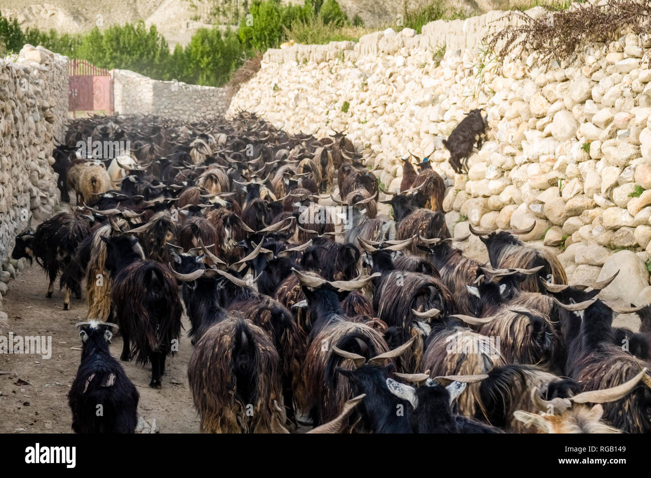 Un troupeau de chèvres noires quitte la ville close pour le pâturage dans le paysage désertique de la région de Mustang Banque D'Images