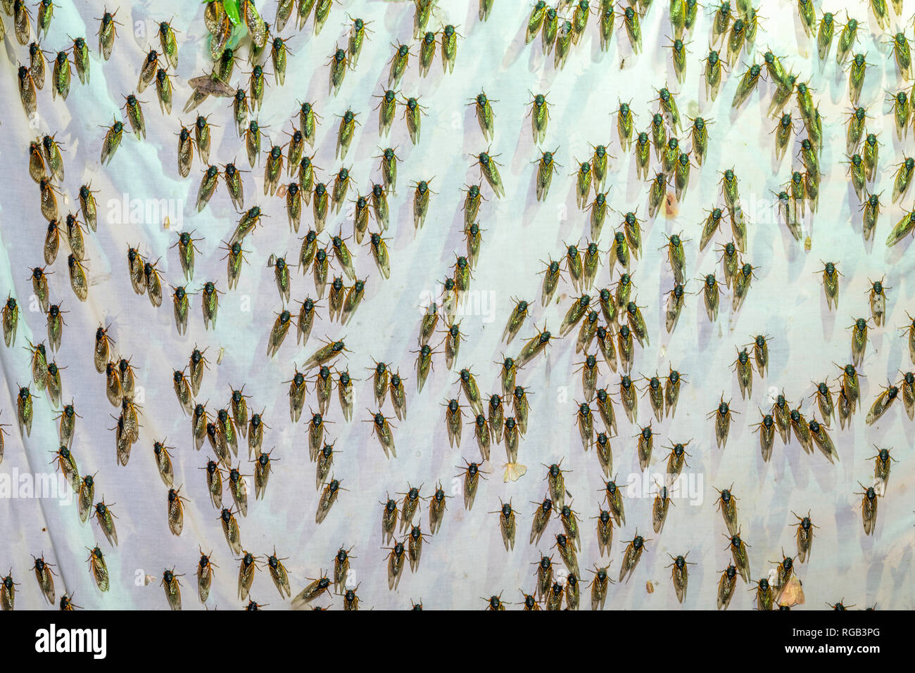 Cigales dix adultes éclos attirés par les vapeurs de mercure, l'installation d'éclairage signifiait à l'origine pour attirer les papillons de nuit. Vallée de Powells, New York, juin. Banque D'Images