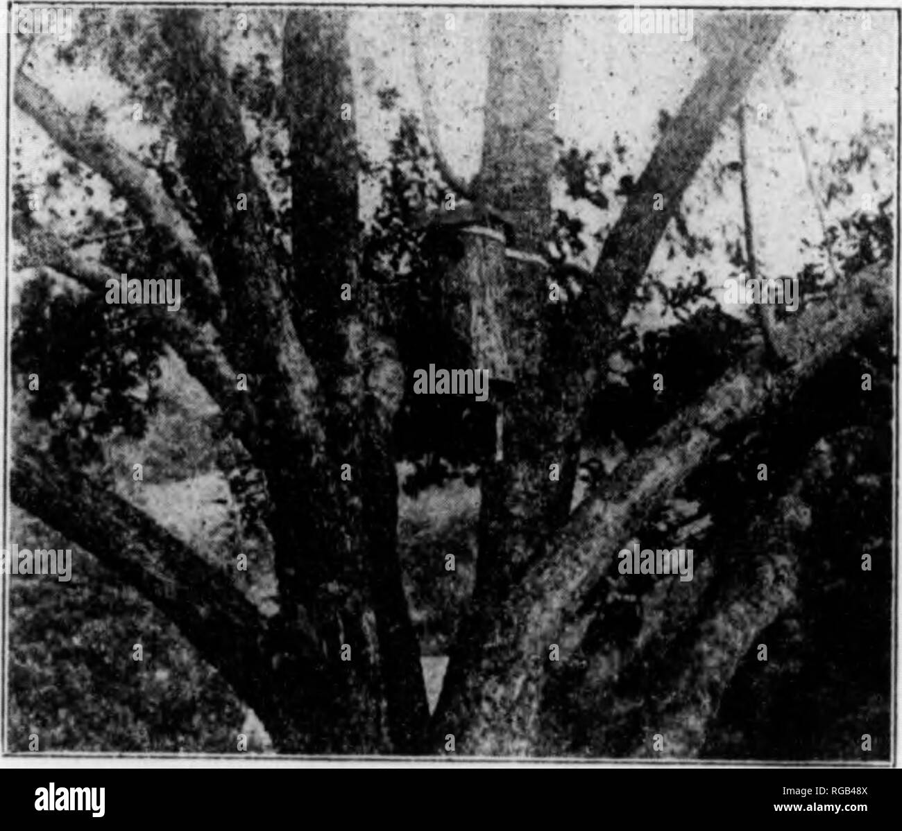 . Bulletin (Pennsylvanie), Commission de Jeu no 2. Protection de jeu ; les oiseaux. MMMUk V 12 Nous avons ajis kiuds de pics dans cet État, l'un d'eux, un oiseau d'été, est connu comme le scintillement ; c'est le plus de tout ce que l'ordre terrestre, en tenant pleinement, 75  % de sa nourriture, alors qu'avec nous à partir du sol ; et une bonne moitié de son alimentation, est composé de fourmis et la larve ? Des fourmis, prises à partir du sol ou d'arbres morts ; jusqu'à trois mille petites fourmis rouges ayant été trouvés dans l'estomac d'un clignotement. Ceux qui ont fait une étude d'insectes et surtout de petits insectes nous dire, que ce qui est connu Banque D'Images