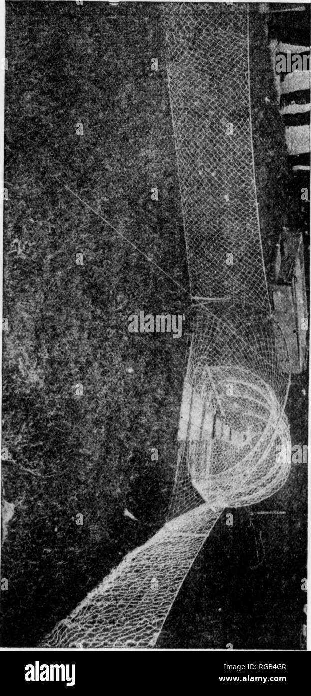 . Bulletin (Pennsylvanie), Commission de Jeu no 1. Protection de jeu ; les oiseaux. i 16 travaux de jeu ou jiroteclioii oitlioi d'oiseaux qu'à refuser- ou de négligence, de recommander l'un prolertor appoiutmenf de l'intérieur de leurs frontières. Beaucoup de cailles ont également été mis en état par^' particuliers. La même chose a été fait pour de nombreux yeais, et je me sens parfaitement en sécurité en disant que ce n'était pas de cet im]M(r)ation de cailles, il n'y aurait pas un seul "-ovey dans cet État aujourd'hui. La mort de ces oiseaux lor la maiket a très largement été arrêté. Donc, comme- sage, ont été fermées l'av Banque D'Images