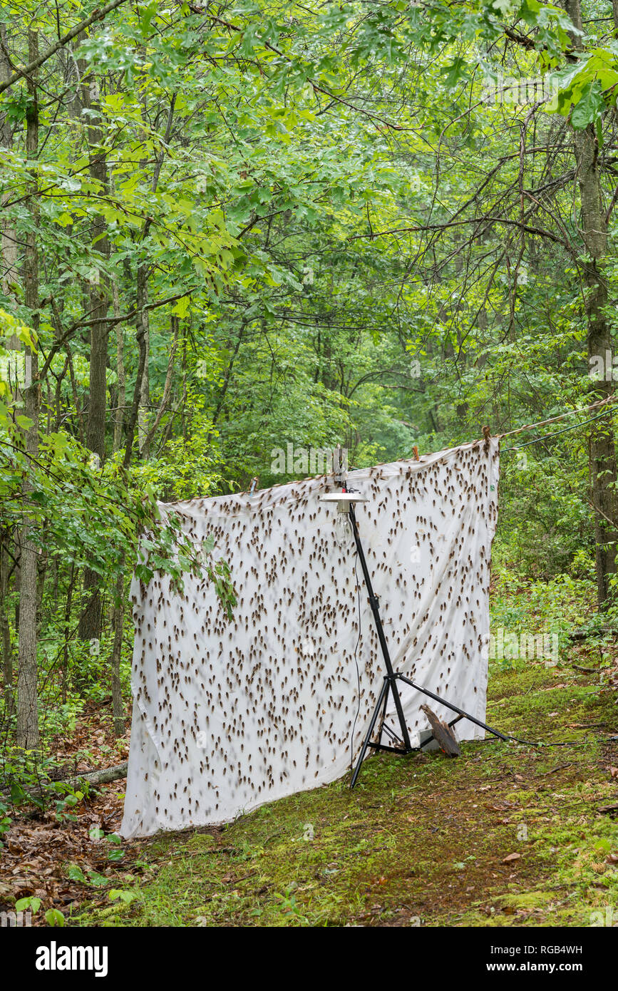 Cigales dix adultes éclos attirés par les vapeurs de mercure, l'installation d'éclairage signifiait à l'origine pour attirer les papillons de nuit. Vallée de Powells, New York, juin. Banque D'Images