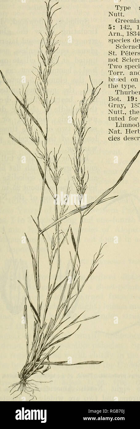 . Bulletin du Ministère de l'Agriculture des États-Unis. L'agriculture ; l'Agriculture. Genres de graminées DES États-unis. Apex 135, roulement d'entre les dents un mince bent awn, tordu à la base ; palea un peu plus courte que la glumelle inférieure. Un mince annuelle avec des lames plates et étroites panicules. L'une des espèces, la Floride jusqu'au Texas. Espèce-Type : Greenia arlcansana Nutt. Greenia Nutt., Trans. Amer. Phil. Soc. 5 : 142, 1837, non Greenea Wight et Arn., 1834. Arlcansana^ Type O., seule espèce décrite. Torr. Scleraclme ; Trin., Mem. Acad. St Petersb. VI. Sci. Nat. 4' : 273, 1841, non Sclerachne R. Br. et être Banque D'Images