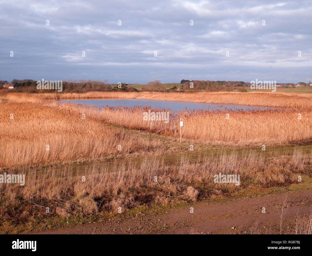 Bawdsey piscines, East Lane, Suffolk, de l'ornithologie site, Janvier 2019 Banque D'Images
