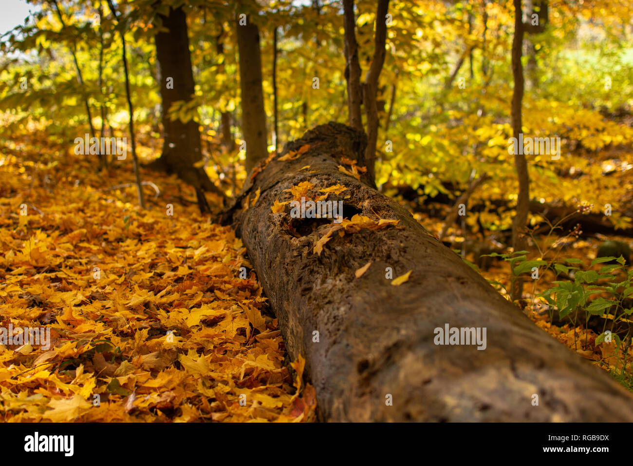 Un log pose en décomposition sur le sol dans une zone boisée au cours de la saison d'automne. Banque D'Images