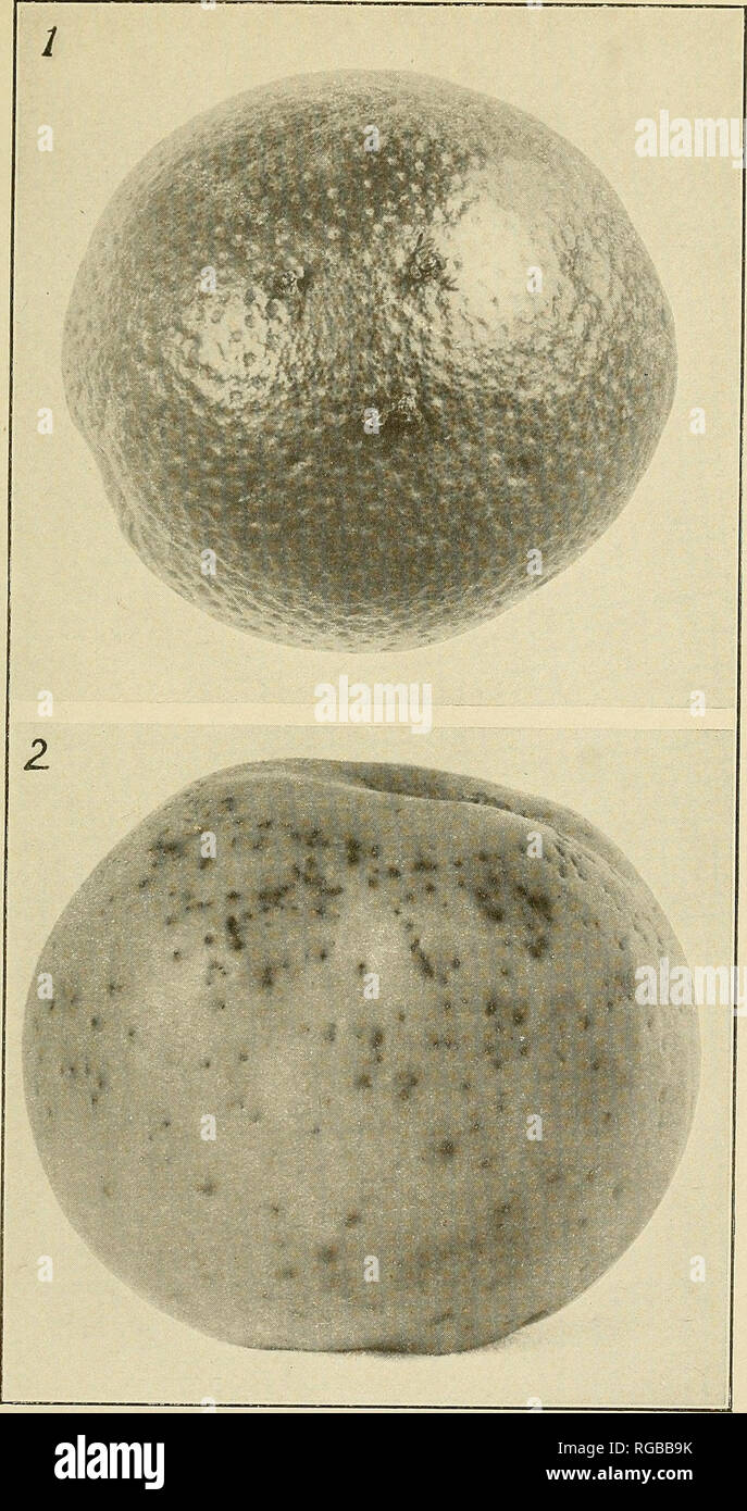 . Bulletin du Ministère de l'Agriculture des États-Unis. L'agriculture ; l'Agriculture. Bui. 536, U.S. Dept. of Agriculture. I. La plaque. La mouche méditerranéenne des fruits. Fig. 1.-Trois adultes de la mouche méditerranéenne des fruits (Ceratitis capitata) à propos de grandeur nature, d'essayer de pondre dans une orange ; notez la taille relative de mouches et de fruits. Fig. 2.-pomme mûre montrant un grand nombre de perforations dans la peau faites par C. capitata en détention. (Original). Veuillez noter que ces images sont extraites de la page numérisée des images qui peuvent avoir été retouchées numériquement pour plus de lisibilité - coloration et l'aspect de ces illustratio Banque D'Images